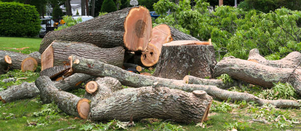 Best Tree Maintenance Programs  in USA